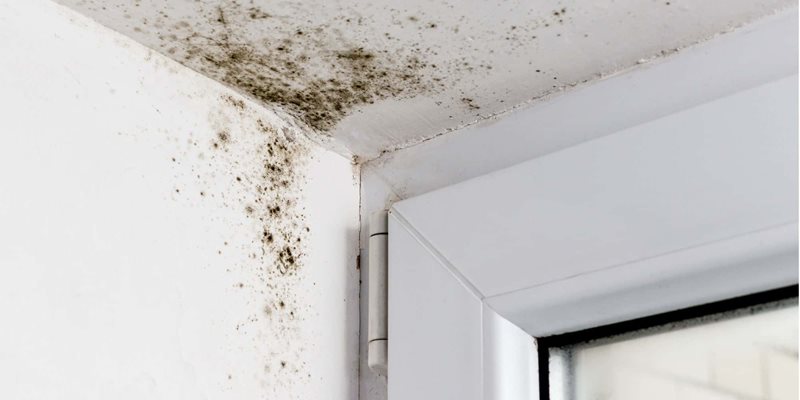 How to prevent mold in your home